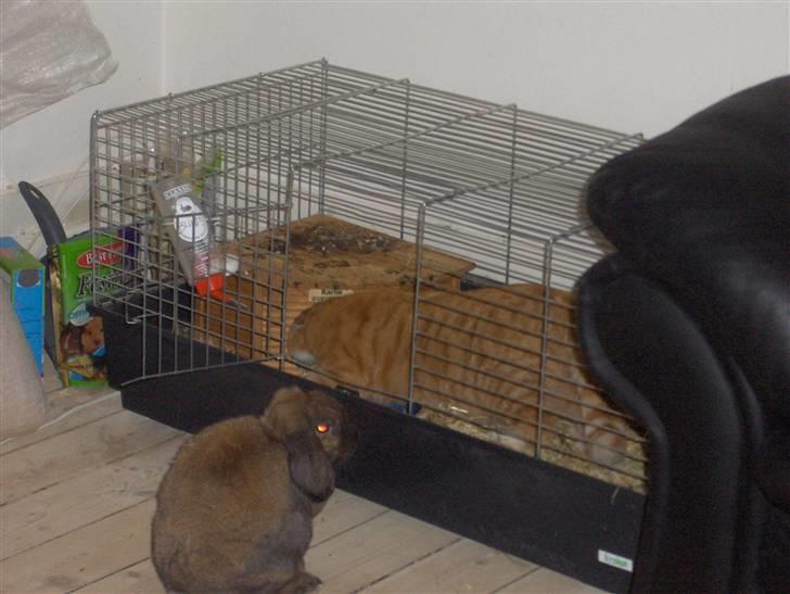 Huskat Kenzo - Jeg er jo en meget nysgerie kat som skal prøve alt så jeg skulle os lige afprøve om Flappes bur var god som kattebakke haha ikk så god som min ;o) billede 5