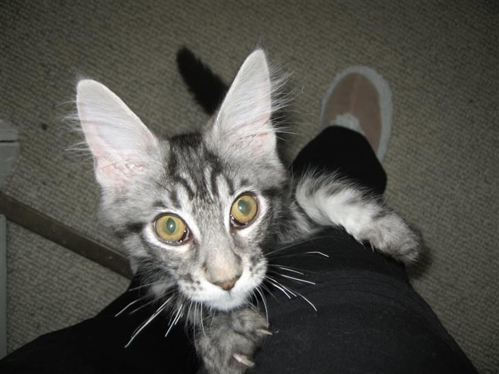 Maine Coon Bircows Goliath billede 1