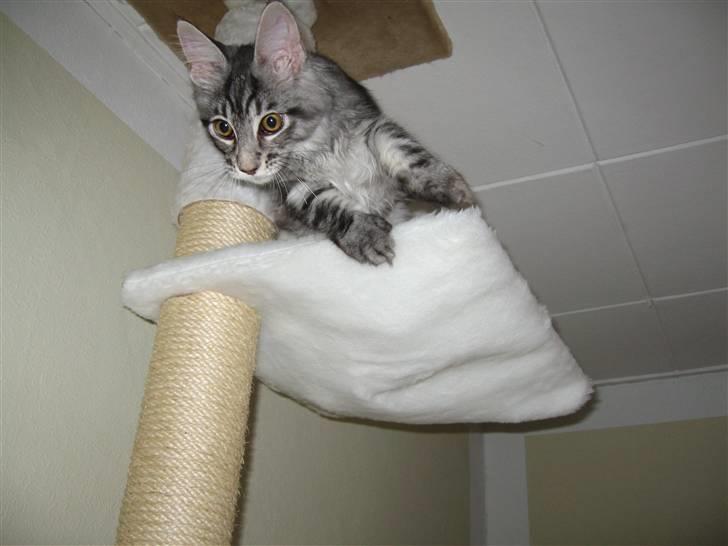 Maine Coon Bircows Goliath billede 2