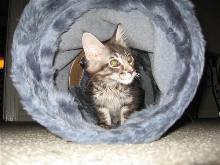 Maine Coon Bircows Goliath billede 3