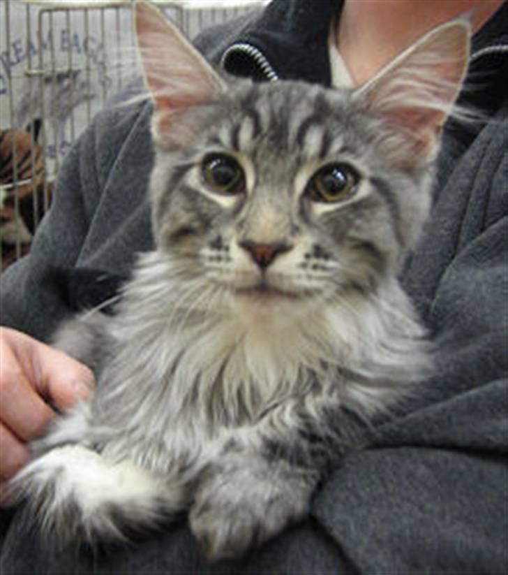 Maine Coon Bircows Goliath billede 4