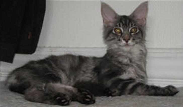 Maine Coon Bircows Goliath billede 5