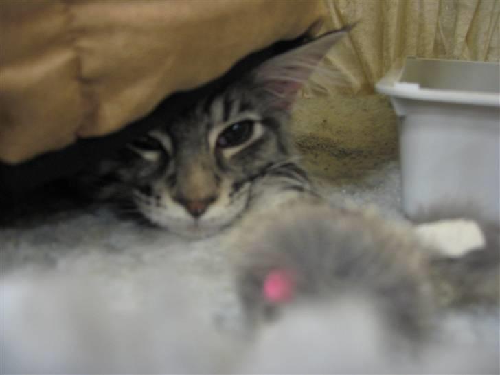 Maine Coon Bircows Goliath billede 6