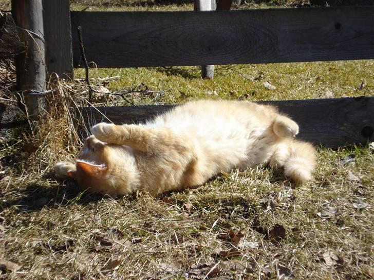 Blanding af racer Max billede 2