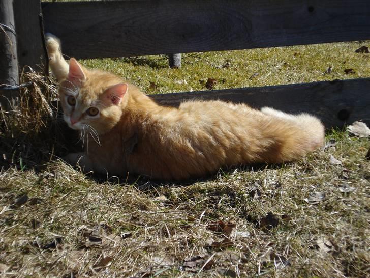 Blanding af racer Max billede 3