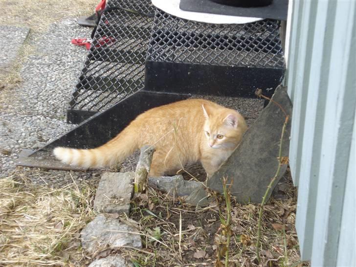 Blanding af racer Max billede 4