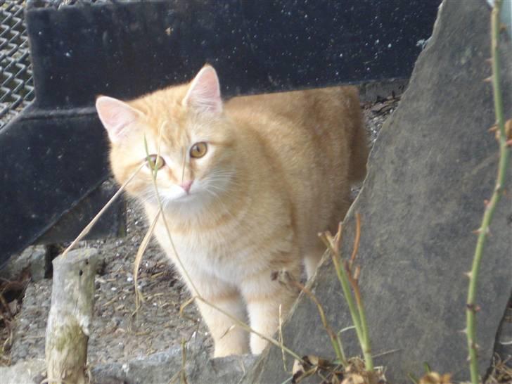 Blanding af racer Max billede 5