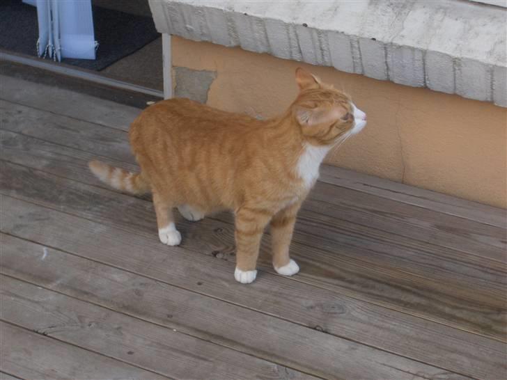 Huskat Kenzo - Uha nu har jegværet inde kat i over et år og er kommet til det store jylland nu og skal ud i den store have det er meget farligt og spændende godt jeg har fars dyne og lægge under når jeg bliver bange haha billede 6