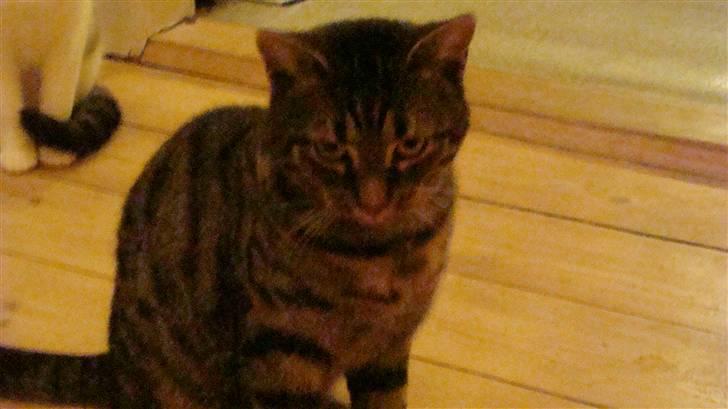 Huskat Thor billede 1