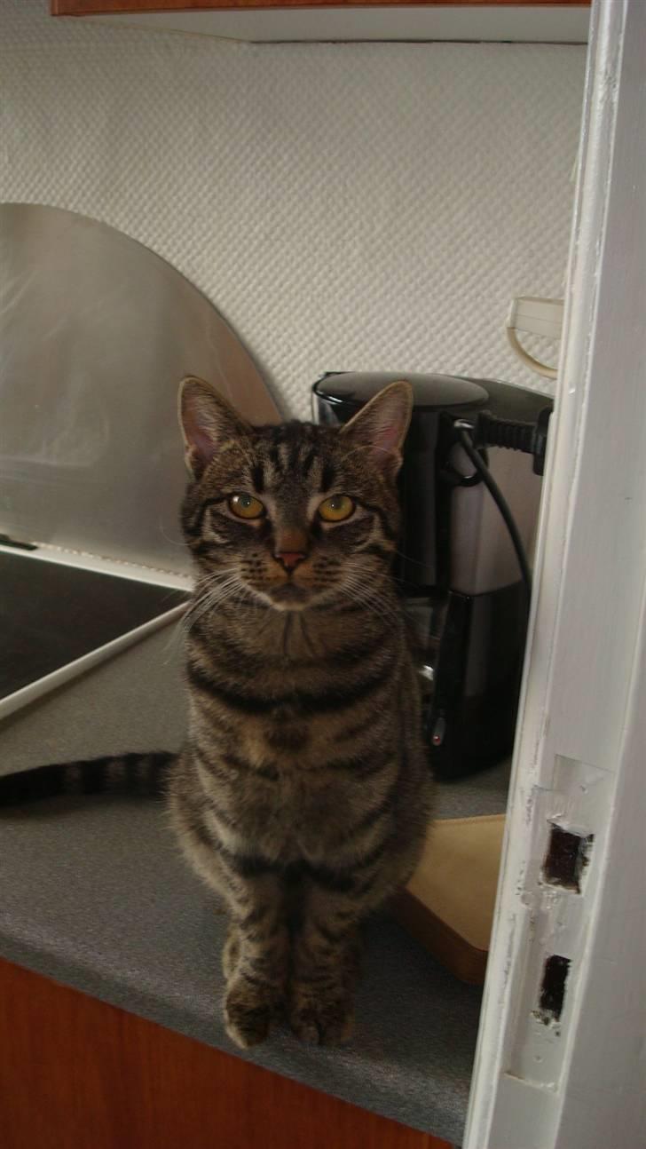 Huskat Thor billede 2