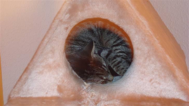 Huskat Thor - jeg elsker og sove billede 3