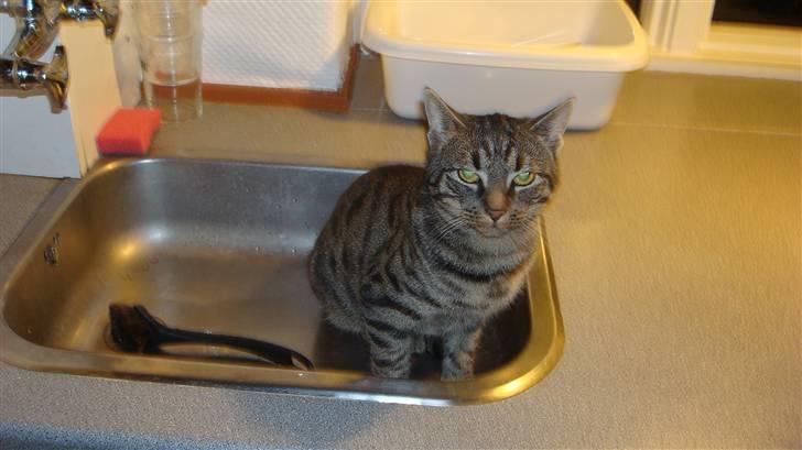 Huskat Thor - hvorfor kommer det ikk vand billede 4