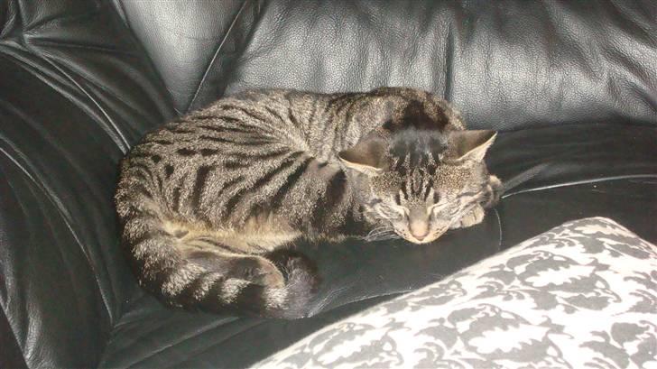 Huskat Thor - her sove jeg igen  billede 5