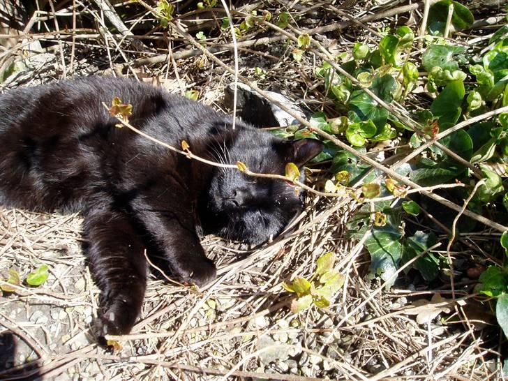 Huskat Preben billede 6