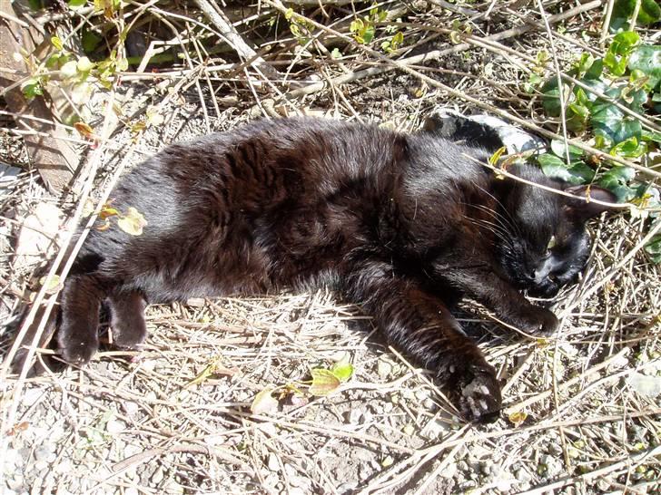 Huskat Preben billede 7