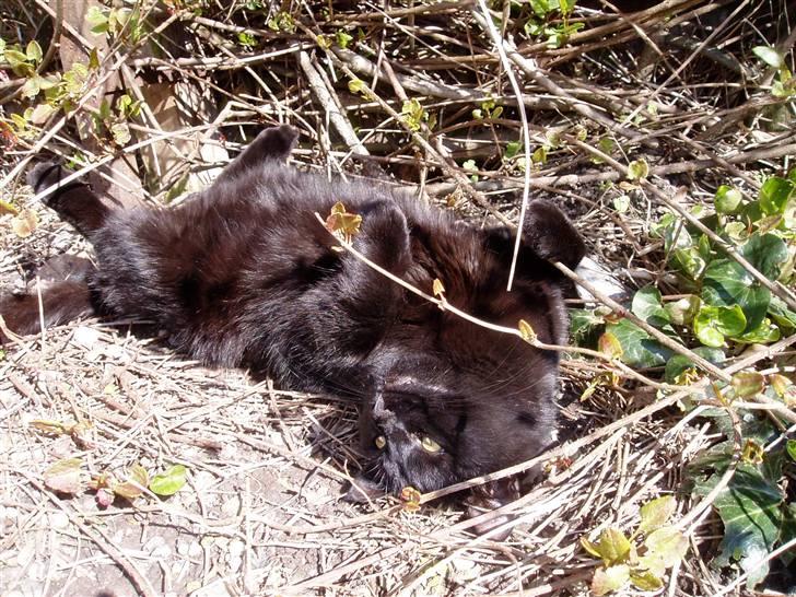 Huskat Preben billede 8