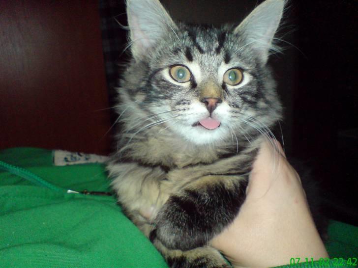 Blanding af racer Simba  Harboe - Jeg er lidt fræk, he he billede 4