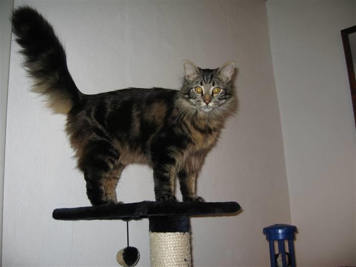 Blanding af racer Simba  Harboe - Selvtilliden fejler ingen ting, tror selv jeg er en schæfer. billede 5