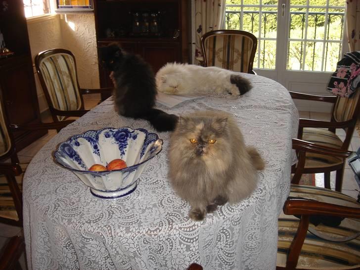 Perser Victoria-Hope Golden Stat - Drengene er hvor de høre hjemme.....i baggrunden billede 18