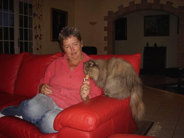 Perser Victoria-Hope Golden Stat - Ihhhh jeg kan slet ikke få nok billede 19