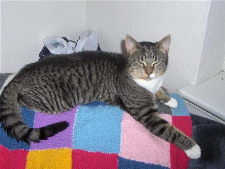 Huskat Psyko billede 1