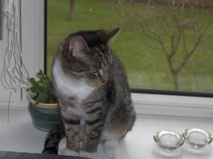 Huskat Psyko billede 2