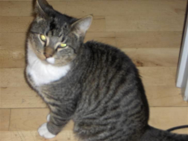 Huskat Psyko billede 3