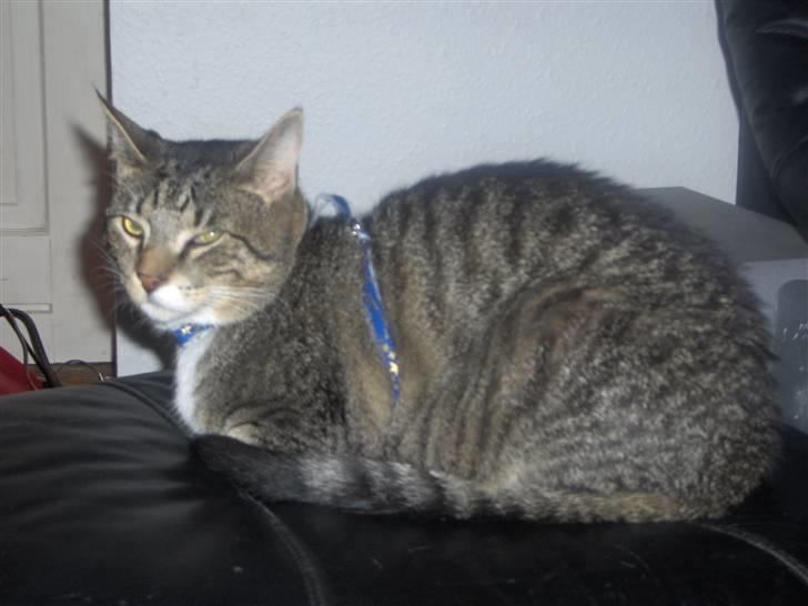 Huskat Psyko billede 4