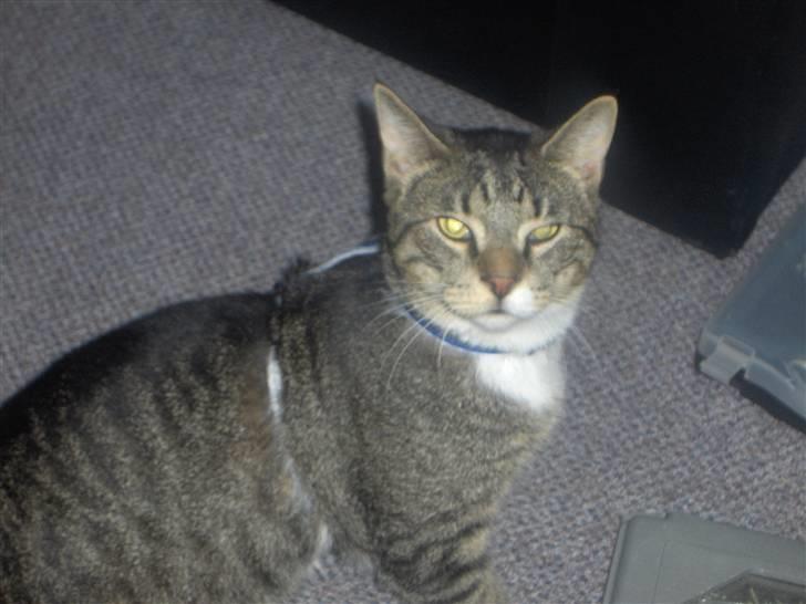 Huskat Psyko billede 5