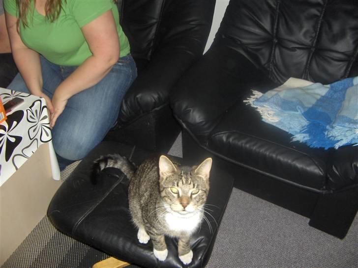 Huskat Psyko billede 6