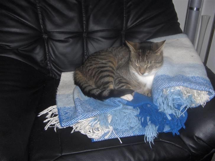 Huskat Psyko billede 8