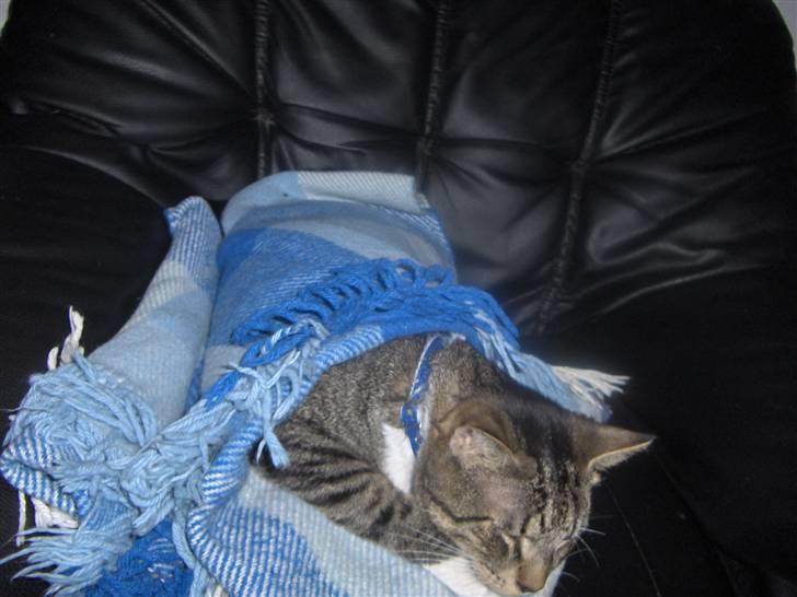 Huskat Psyko billede 9