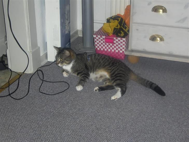 Huskat Psyko billede 10