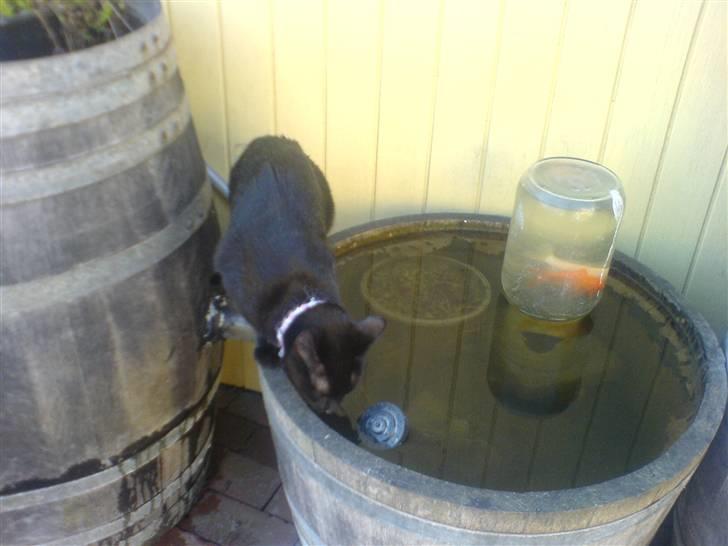 Huskat PSYCHO - ELSKER VANN:D billede 16