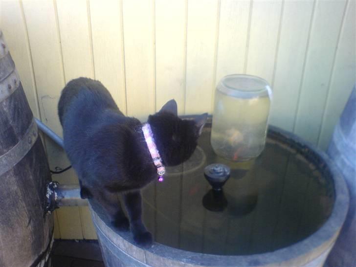 Huskat PSYCHO - Mmm... fisk til aftensmad måske...:) billede 17