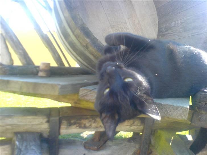 Huskat PSYCHO - hyggestund på hestevognen i haven:) billede 18