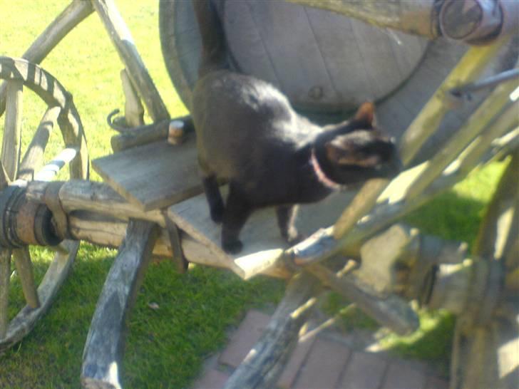 Huskat PSYCHO - ja, jeg hygger mig ude i solen, og du må godt kæle m mig moar:D billede 19