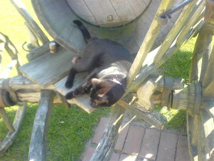 Huskat PSYCHO - deilig m sol og sommer:) billede 20