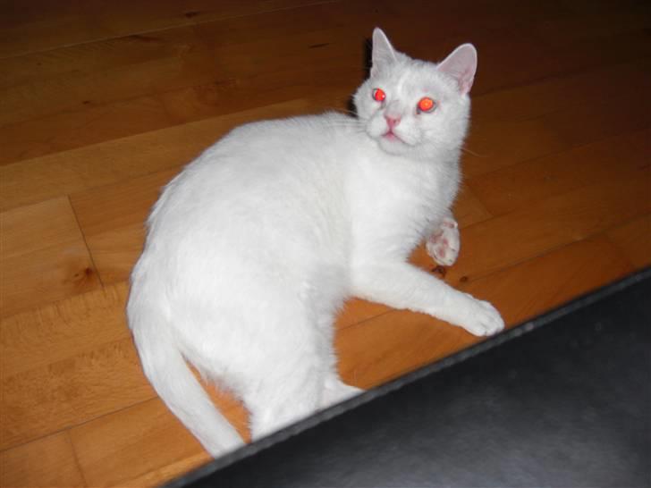 Huskat Manse Aka. Sælen ;) billede 11