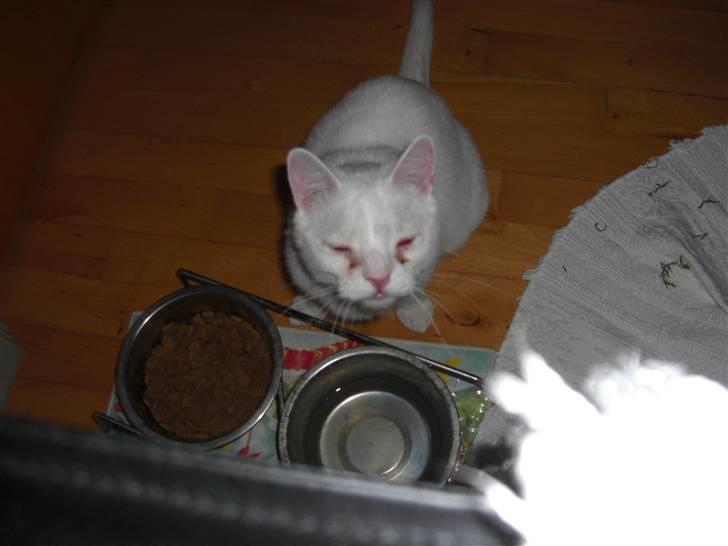 Huskat Manse Aka. Sælen ;) billede 12