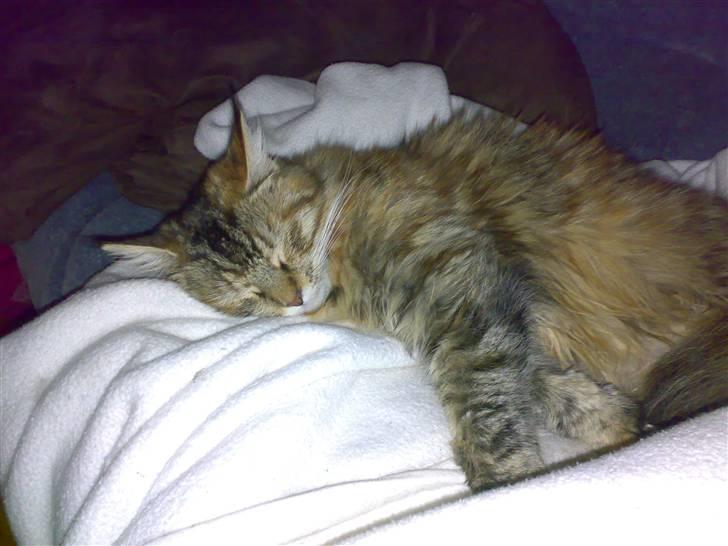 Maine Coon Musse - Musse ligger og sover godt billede 1