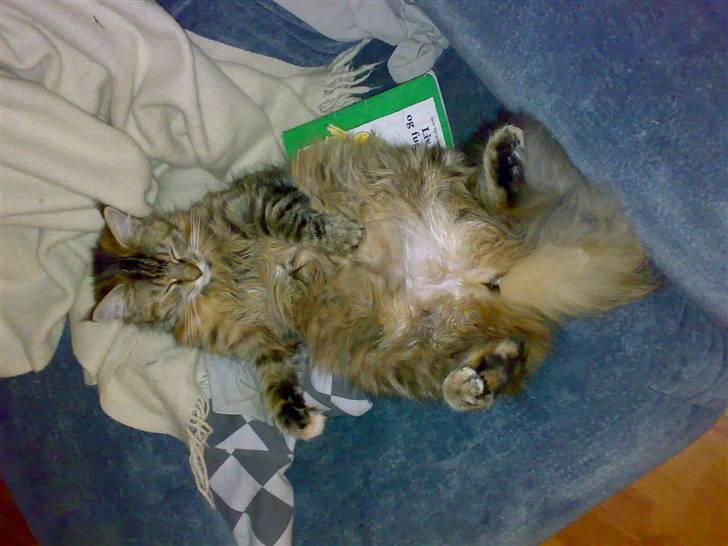 Maine Coon Musse - Musse flader ud billede 2