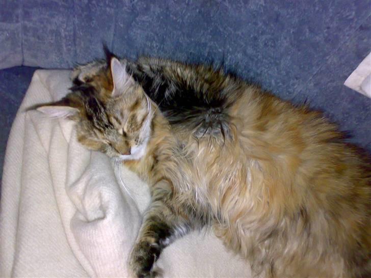 Maine Coon Musse - Sådan kan man også ligge billede 3