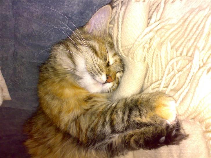 Maine Coon Musse - Smil..... billede 4