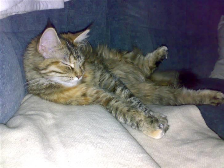 Maine Coon Musse - Kild mig nu på maven :-) billede 5