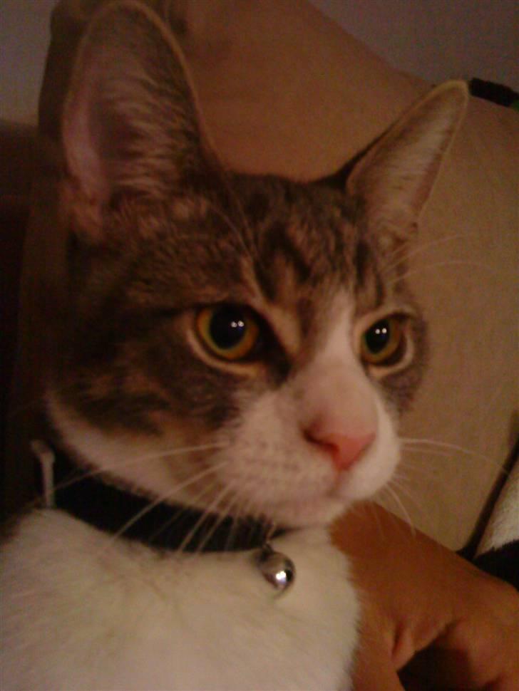 Blanding af racer Findus - væk- - nærbillede af findus billede 8