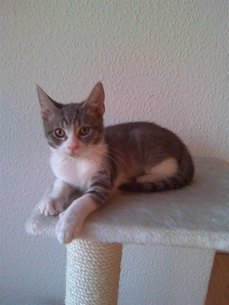 Blanding af racer Findus - væk- - findus tager en lille lur.  billede 9