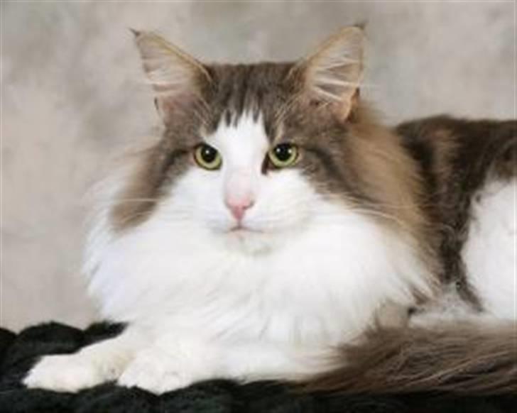 Norsk Skovkat Ulabrand's Merlot billede 1