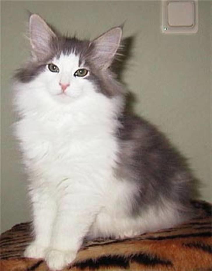 Norsk Skovkat Ulabrand's Merlot billede 2