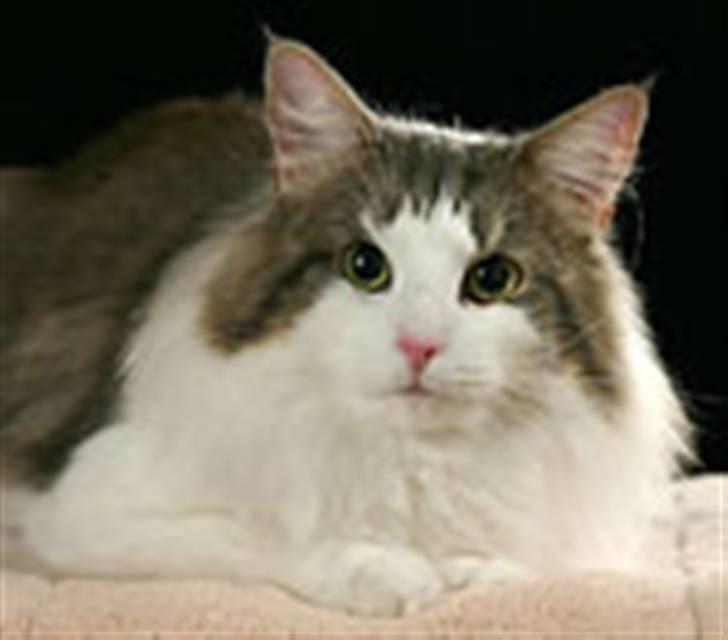 Norsk Skovkat Ulabrand's Merlot billede 3